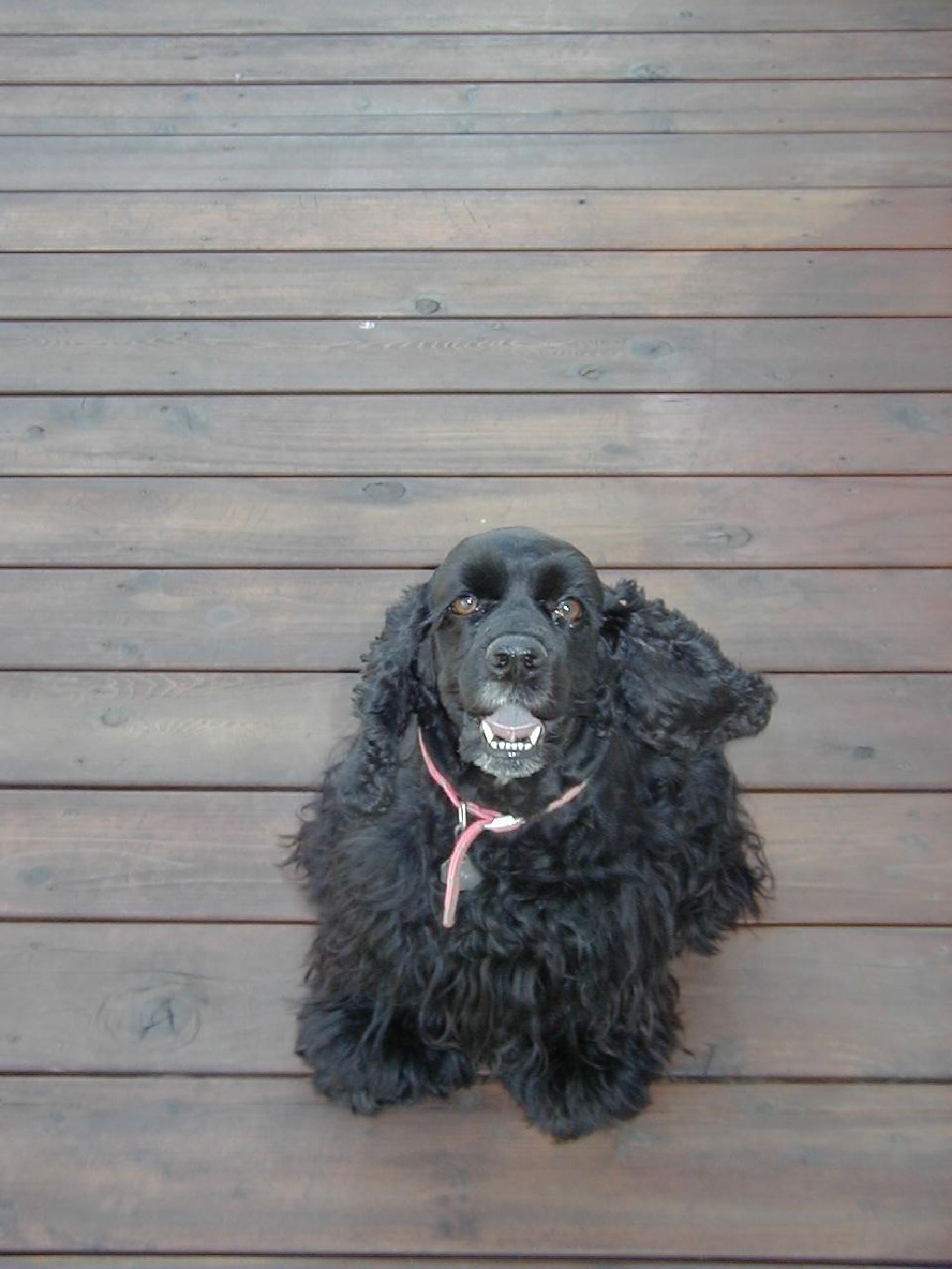 Watch_Out_Its_Cujo.jpg