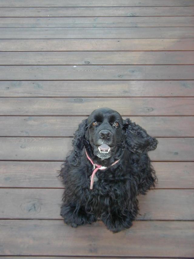 1999/Demo_Page/640x480_Watch_Out_Its_Cujo.jpg