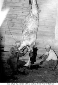 1954-Albert-Clyde-butchering-steer.jpg