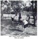 1958-Picnic-Sharon-Walker-Marci-Janeen.jpg
