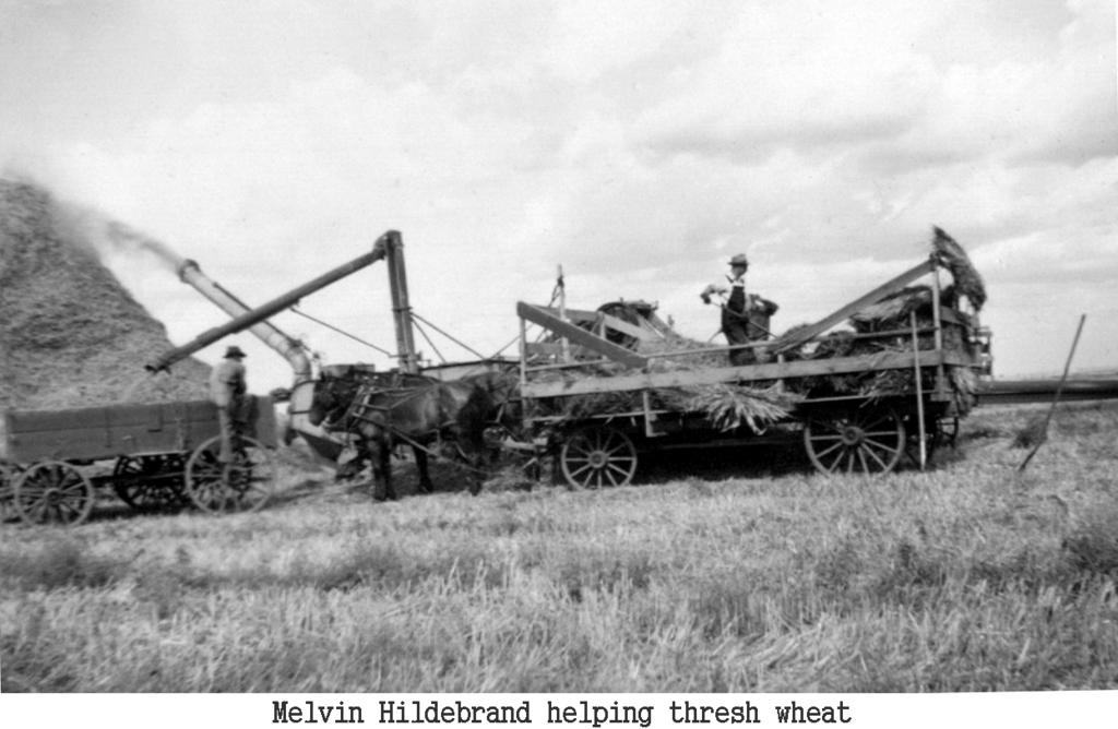 1935-Threshing-Wheat-Melvin.jpg