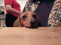 Puppy-Love.jpg