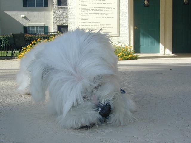 2001/06(June)/At-the-Pool/640x480_P6100052.JPG