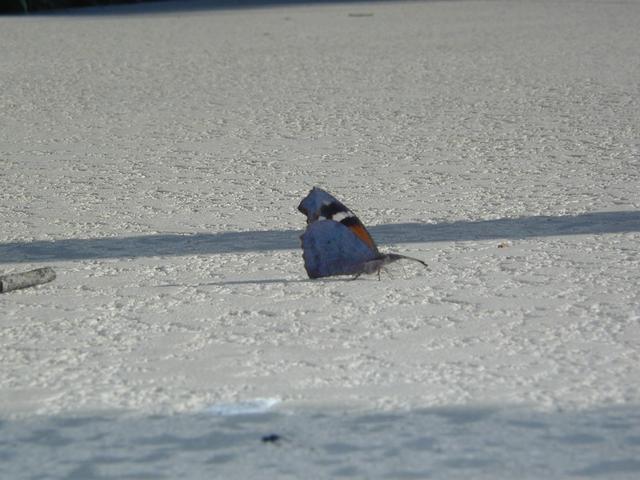2001/06(June)/At-the-Pool/640x480_P6100079.JPG