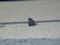 P6100079.JPG
