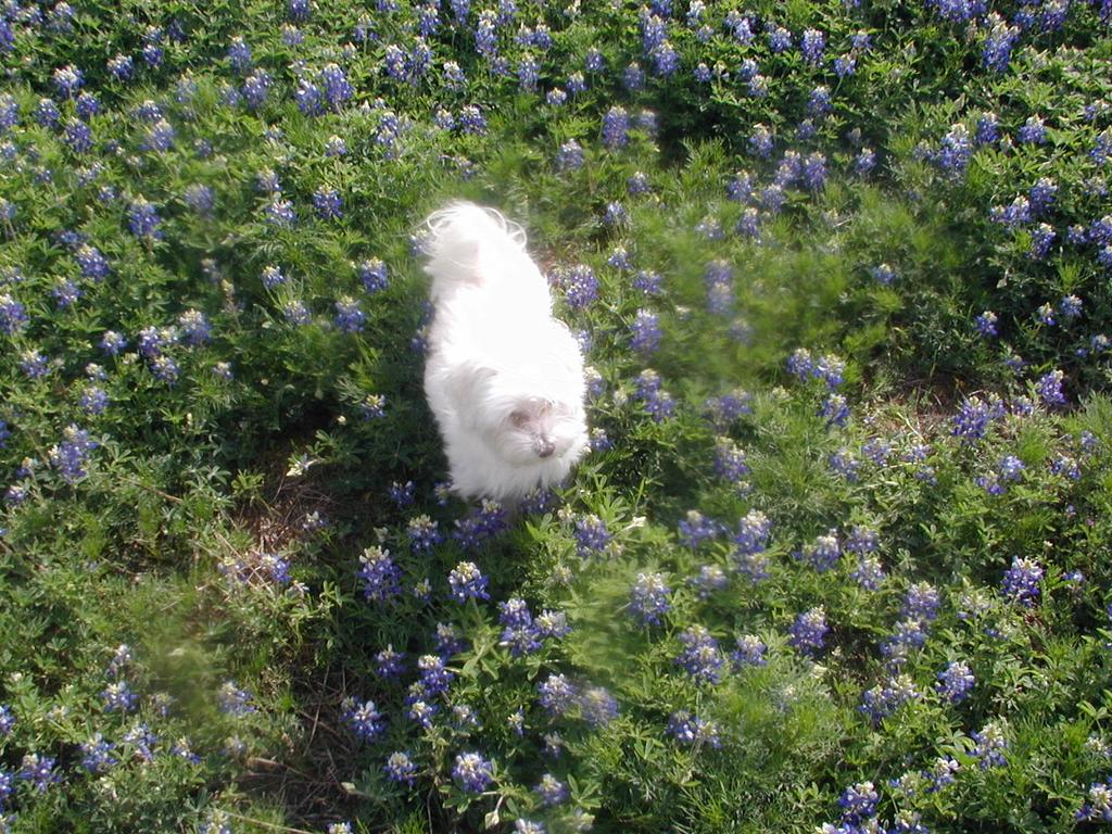 2002/03(March)/Bluebonnets/1024x768_P3310030.JPG