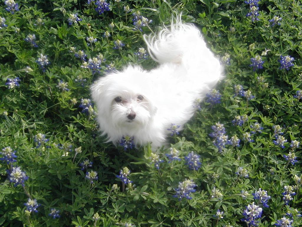 2002/03(March)/Bluebonnets/1024x768_P3310033.JPG