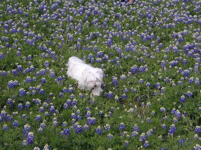 2002/03(March)/Bluebonnets/640x480_P3310011.JPG