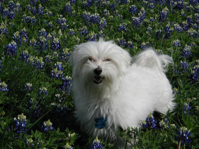 2002/03(March)/Bluebonnets/640x480_P3310018.JPG