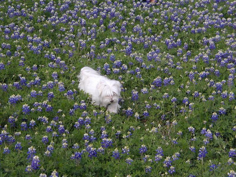 2002/03(March)/Bluebonnets/800x600_P3310011.JPG