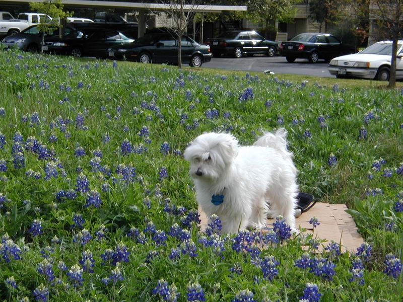 2002/03(March)/Bluebonnets/800x600_P3310016.JPG