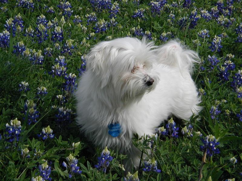 2002/03(March)/Bluebonnets/800x600_P3310017.JPG
