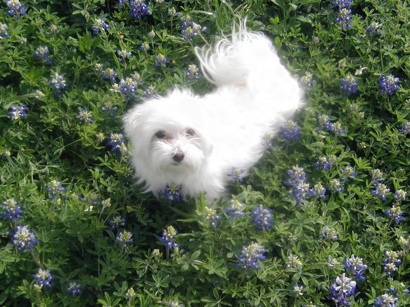2002/03(March)/Bluebonnets/800x600_P3310033.JPG