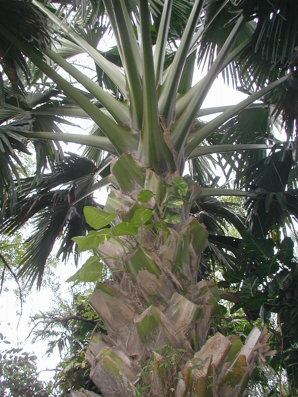 2002/03(March)/Florida-Trip/1024x768_P3220047.JPG