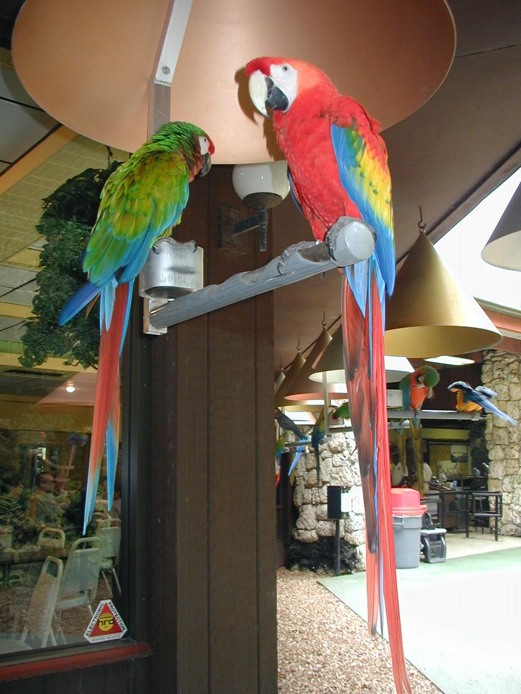 2002/03(March)/Florida-Trip/1024x768_P3220079.JPG