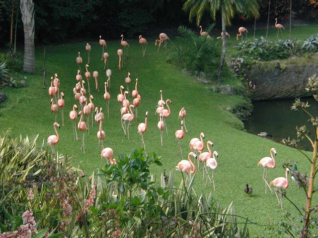 2002/03(March)/Florida-Trip/640x480_P3220028.JPG