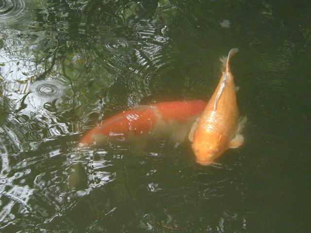 2002/03(March)/Florida-Trip/640x480_P3220045.JPG