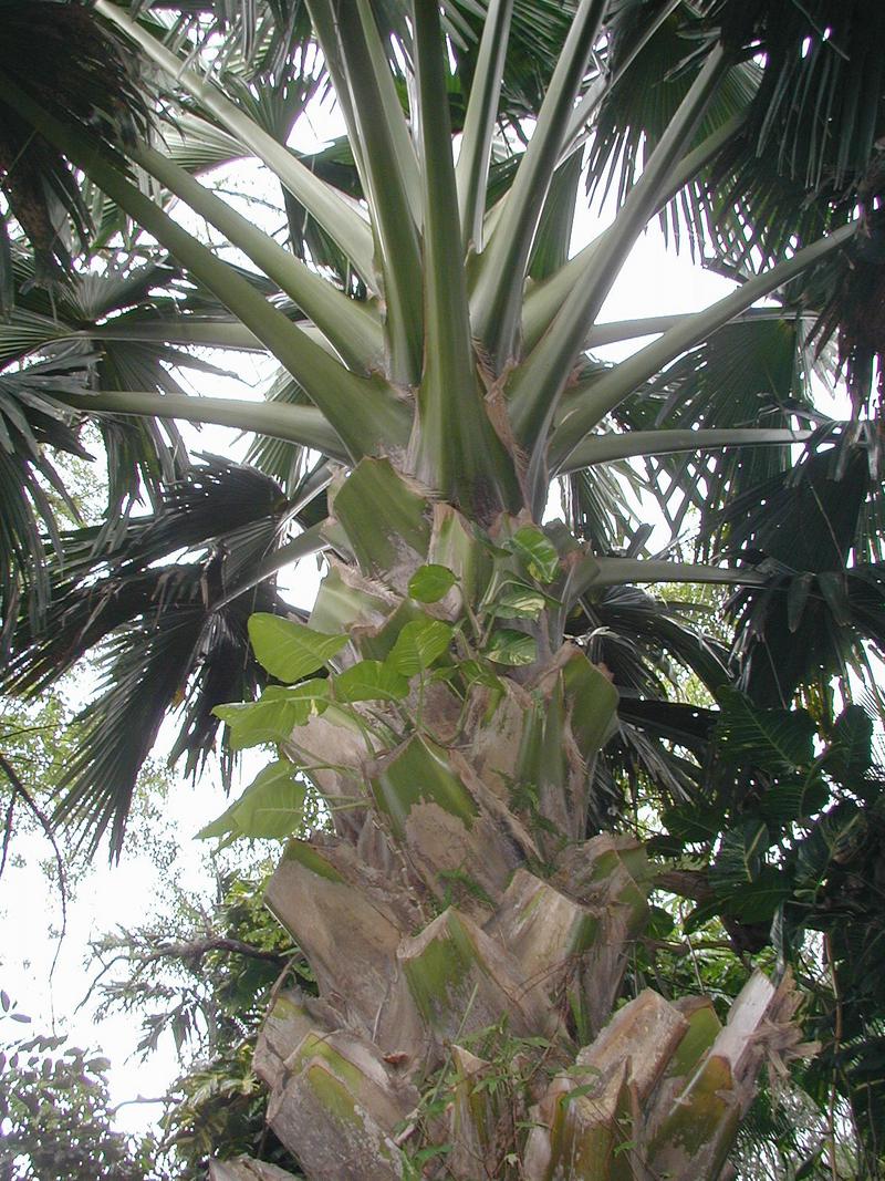 2002/03(March)/Florida-Trip/800x600_P3220047.JPG