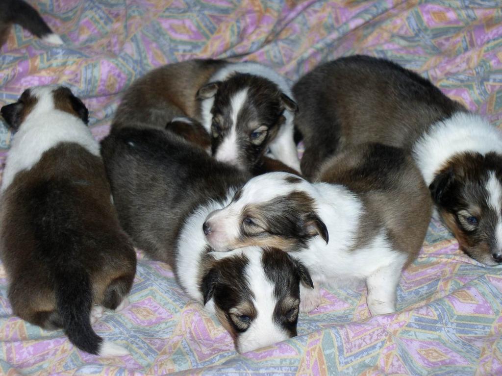 2002/12(December)/Collie-Puppy-Pics/1024x768_PC230002.JPG
