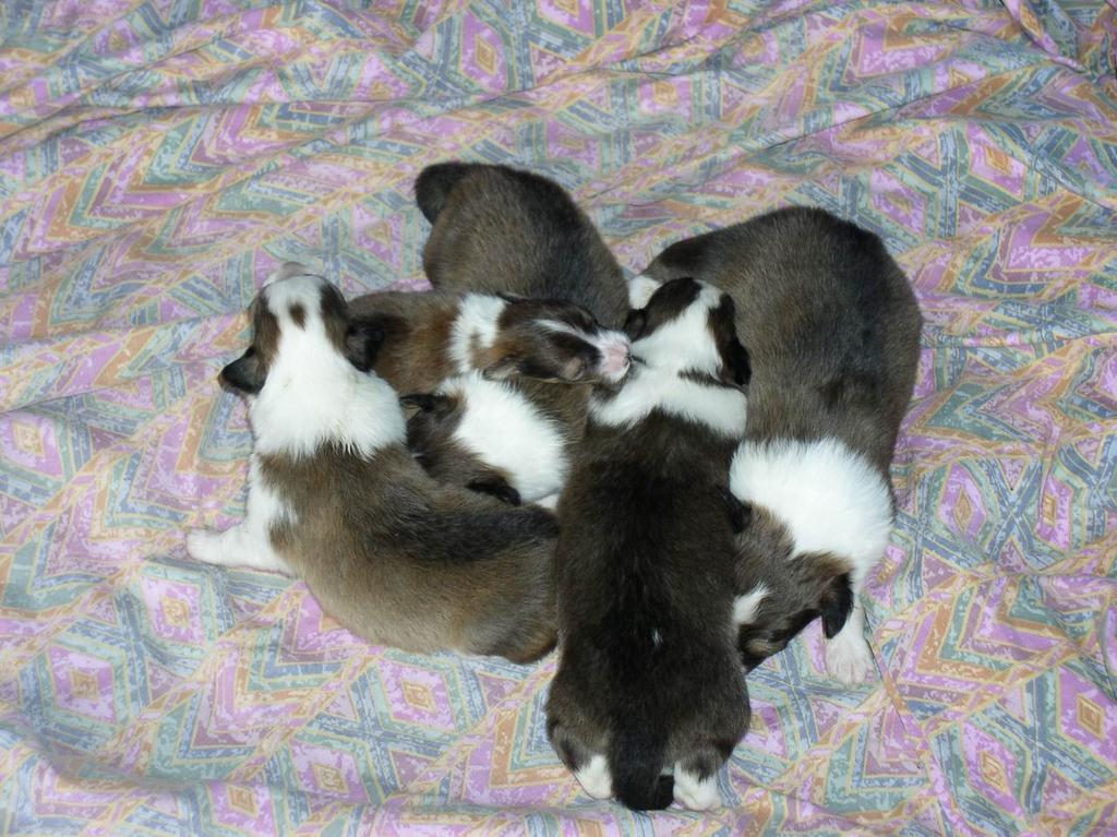 2002/12(December)/Collie-Puppy-Pics/1024x768_PC230004.JPG