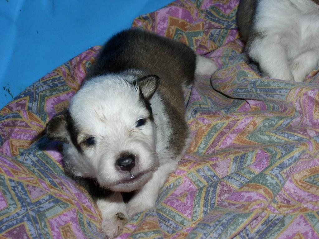 2002/12(December)/Collie-Puppy-Pics/1024x768_PC230005.JPG