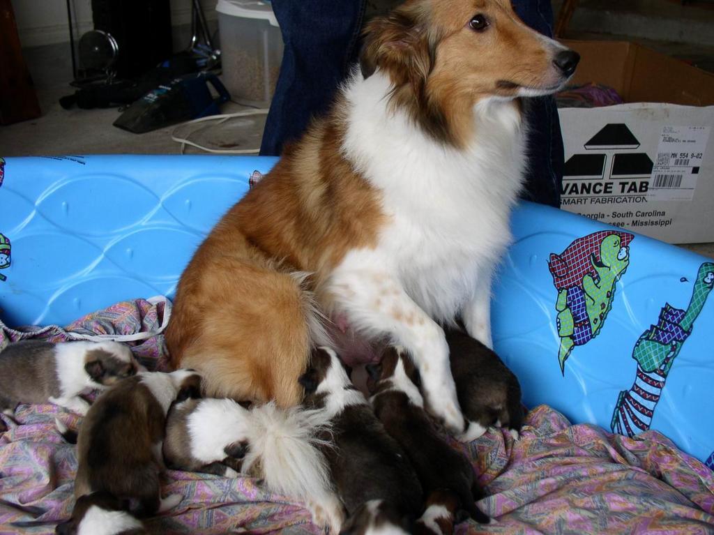 2002/12(December)/Collie-Puppy-Pics/1024x768_PC230009.JPG