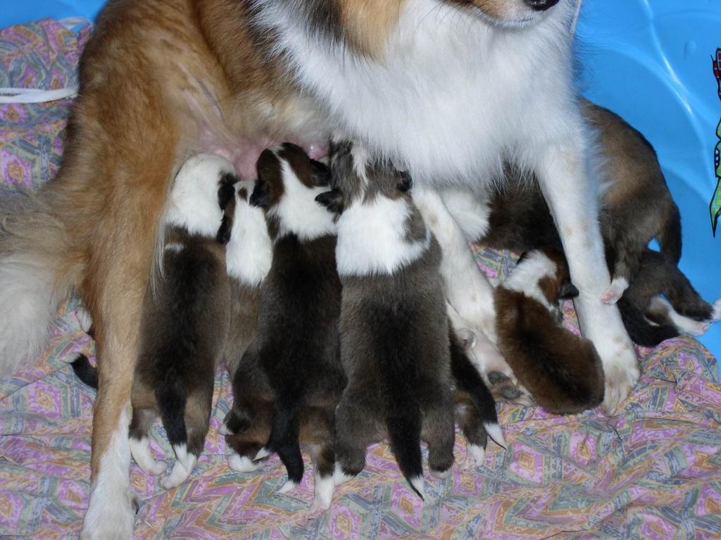 2002/12(December)/Collie-Puppy-Pics/1024x768_PC230011.JPG