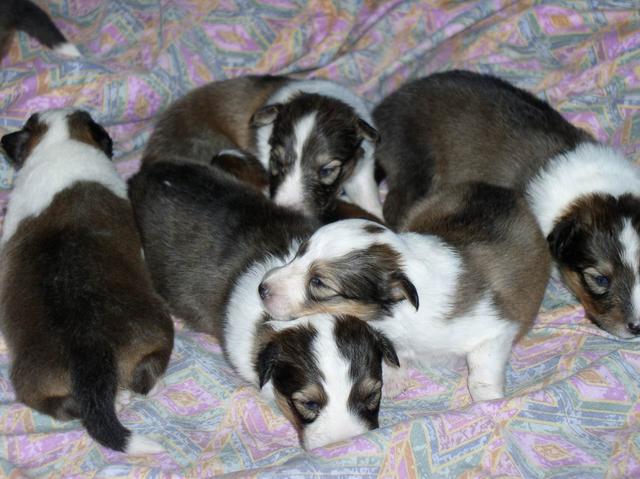 2002/12(December)/Collie-Puppy-Pics/640x480_PC230002.JPG