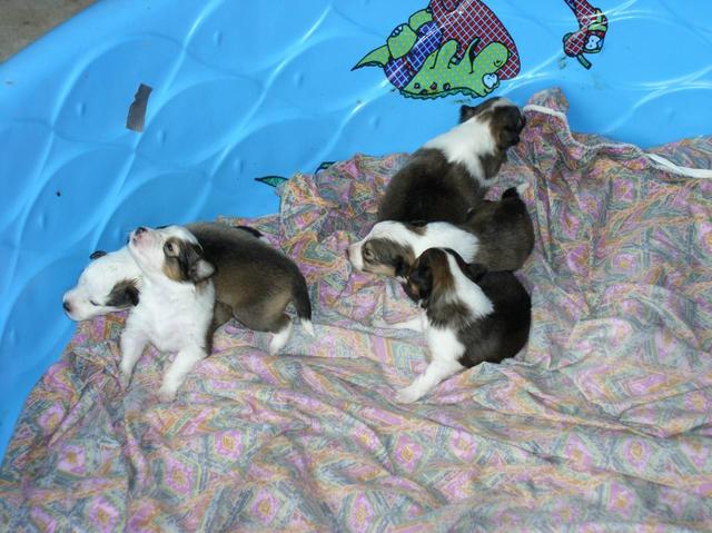 2002/12(December)/Collie-Puppy-Pics/640x480_PC230003.JPG