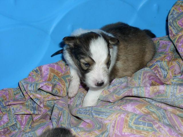 2002/12(December)/Collie-Puppy-Pics/640x480_PC230006.JPG