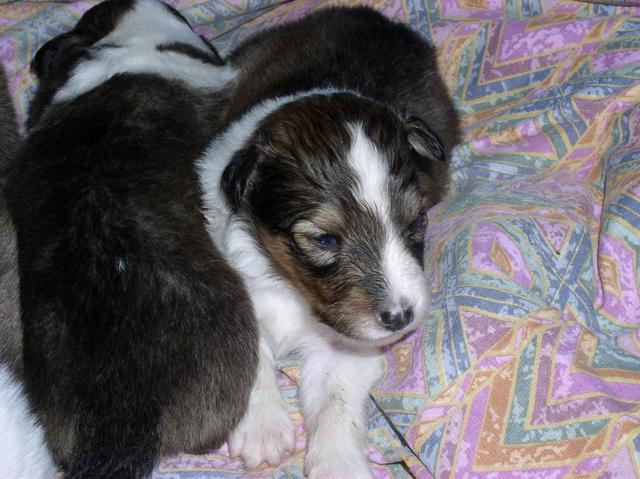 2002/12(December)/Collie-Puppy-Pics/640x480_PC230007.JPG