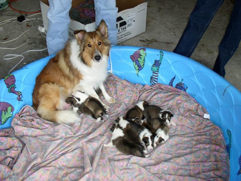 2002/12(December)/Collie-Puppy-Pics/800x600_PC230001.JPG