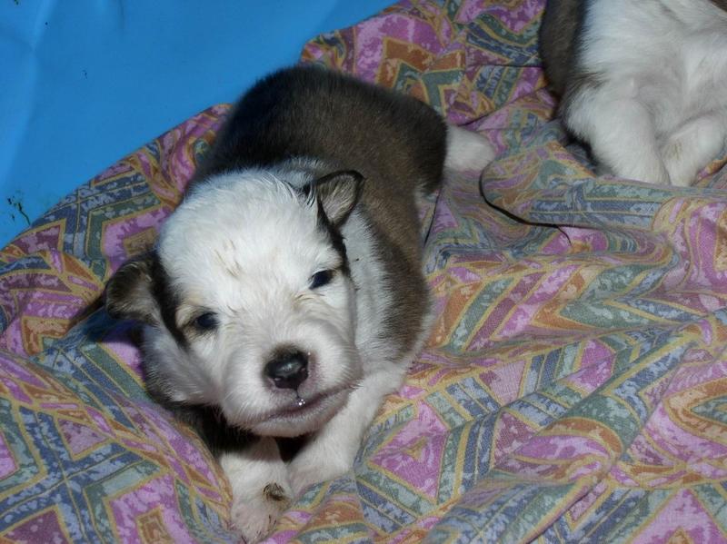 2002/12(December)/Collie-Puppy-Pics/800x600_PC230005.JPG