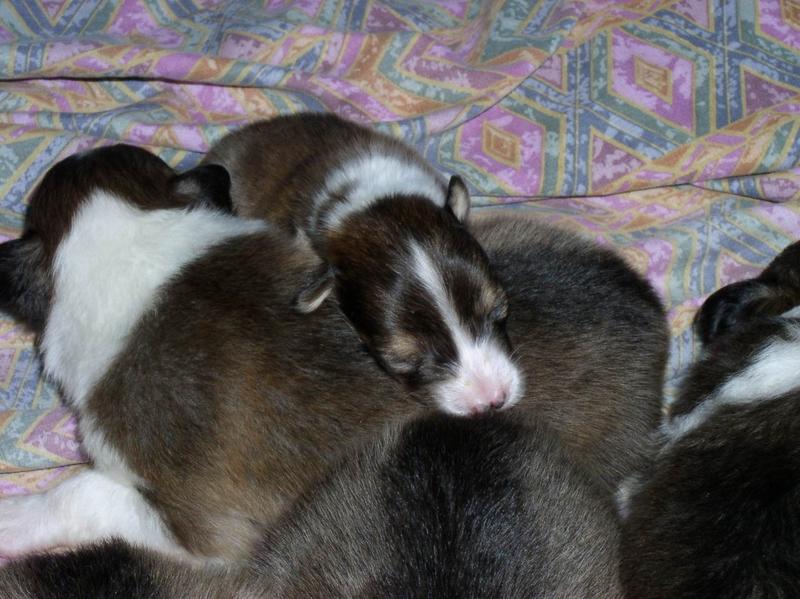 2002/12(December)/Collie-Puppy-Pics/800x600_PC230008.JPG
