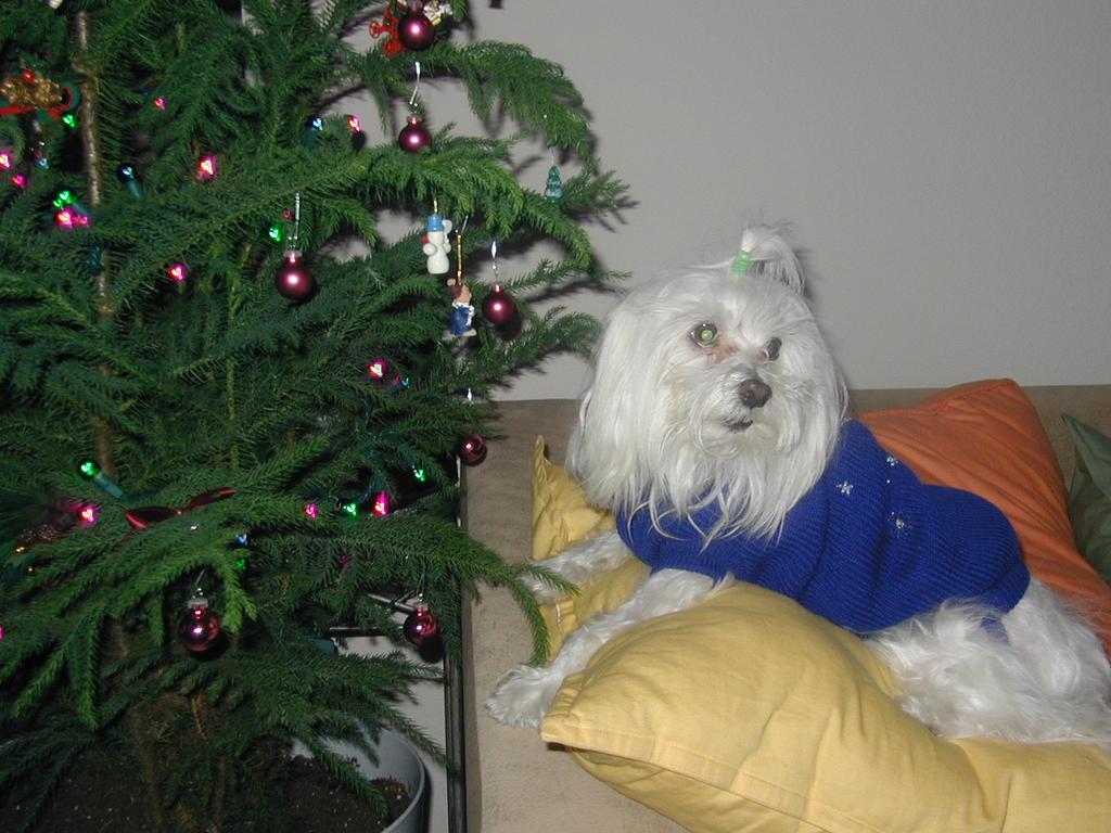 2002/12(December)/Misc-Christmas-Pics/1024x768_PC050071.JPG