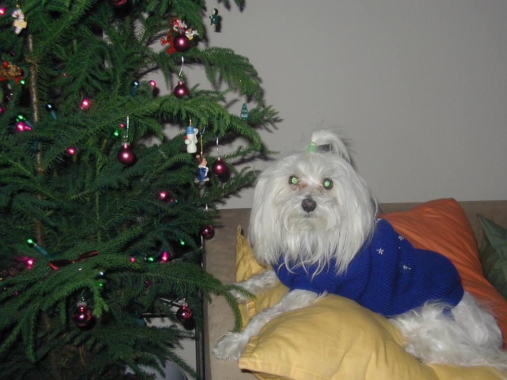 2002/12(December)/Misc-Christmas-Pics/1024x768_PC050072.JPG