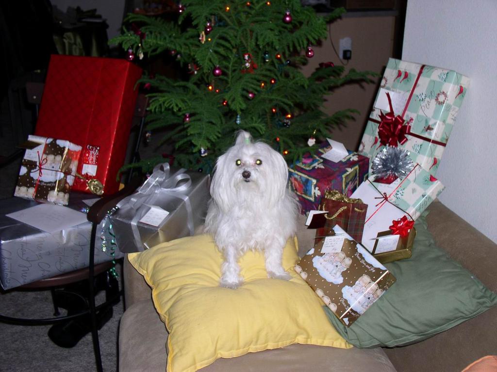 2002/12(December)/Misc-Christmas-Pics/1024x768_PC210003.JPG