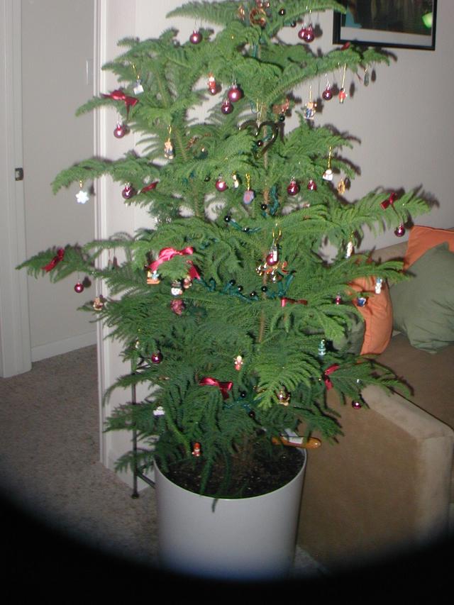 2002/12(December)/Misc-Christmas-Pics/640x480_PC020060.JPG