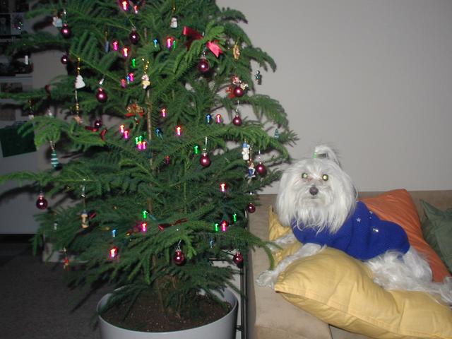 2002/12(December)/Misc-Christmas-Pics/640x480_PC050070.JPG