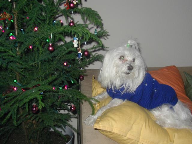 2002/12(December)/Misc-Christmas-Pics/640x480_PC050071.JPG