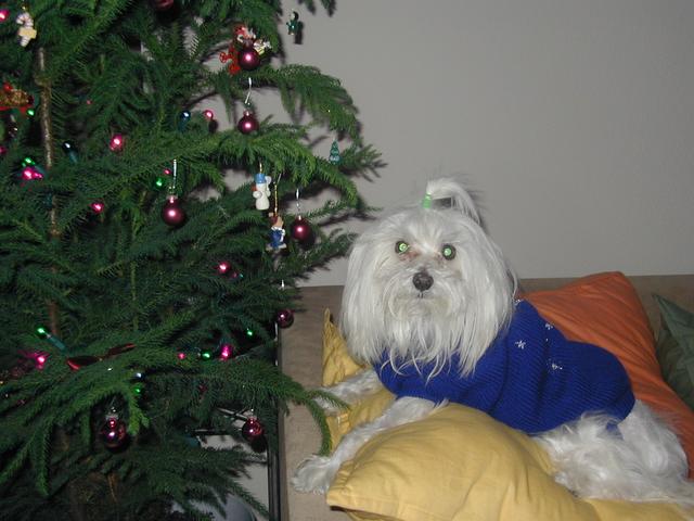 2002/12(December)/Misc-Christmas-Pics/640x480_PC050072.JPG