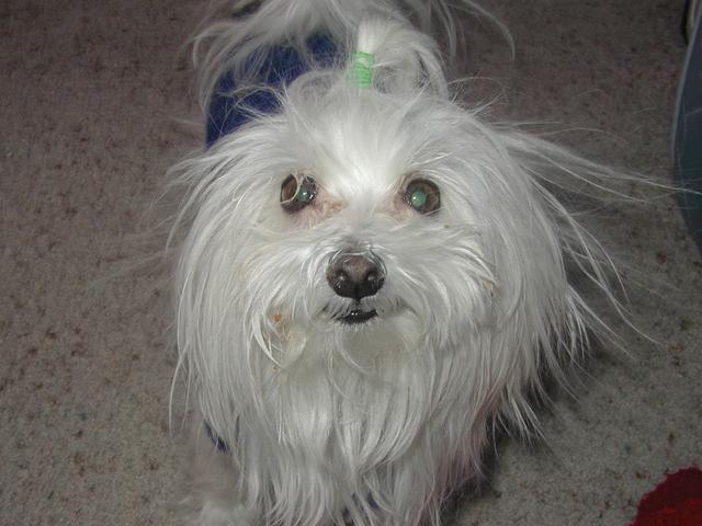 2002/12(December)/Misc-Christmas-Pics/640x480_PC060075.JPG