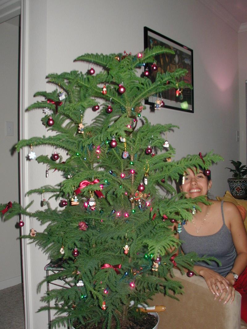 2002/12(December)/Misc-Christmas-Pics/800x600_PC020068.JPG