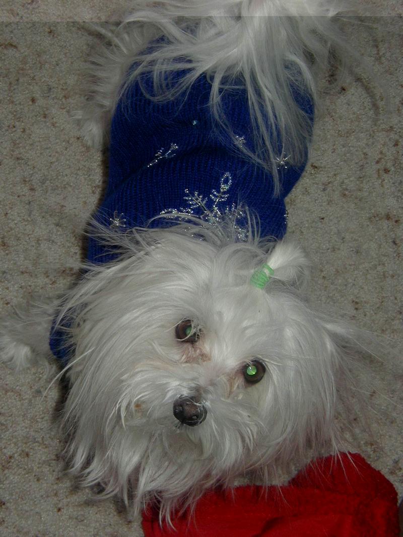 2002/12(December)/Misc-Christmas-Pics/800x600_PC060074.jpg