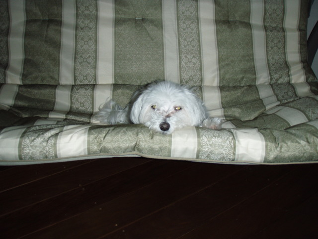 2006/04(April)/New-Deck/640x480_P5290018.JPG