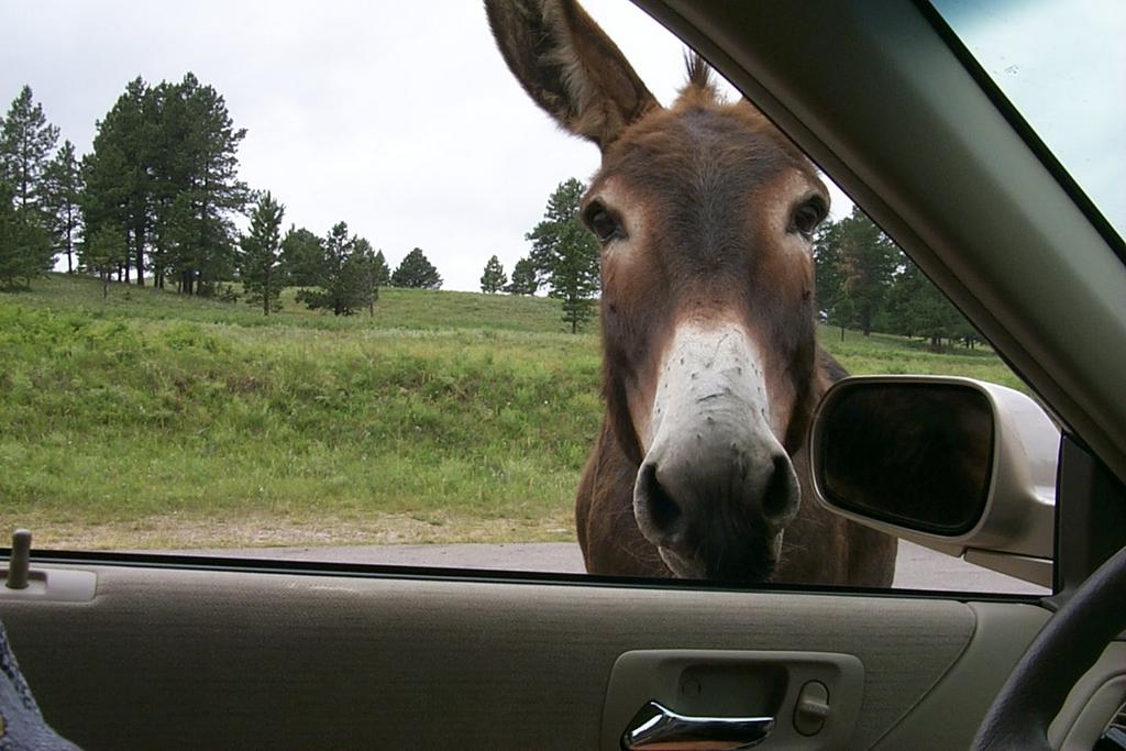 2000/00(SDSMT_REUNION)/1024x768_2000-07-10-1885-Custer-State-Park-Donkey.JPG