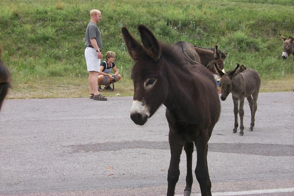 2000-07-10-1886-Custer-State-Park-Donkeys.JPG