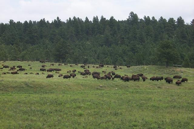 2000-07-10-1881-Custer-State-Park-Buffalo.JPG