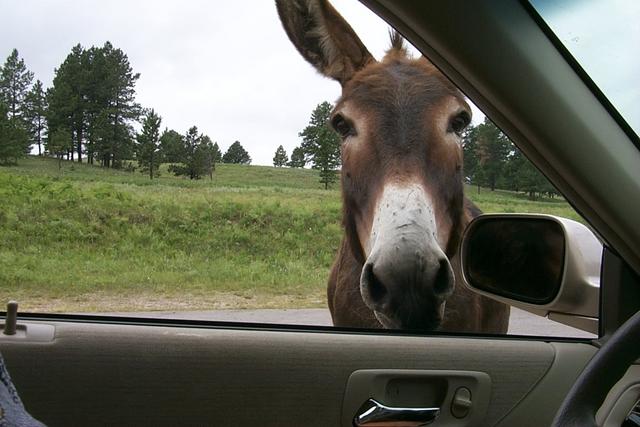 2000-07-10-1885-Custer-State-Park-Donkey.JPG
