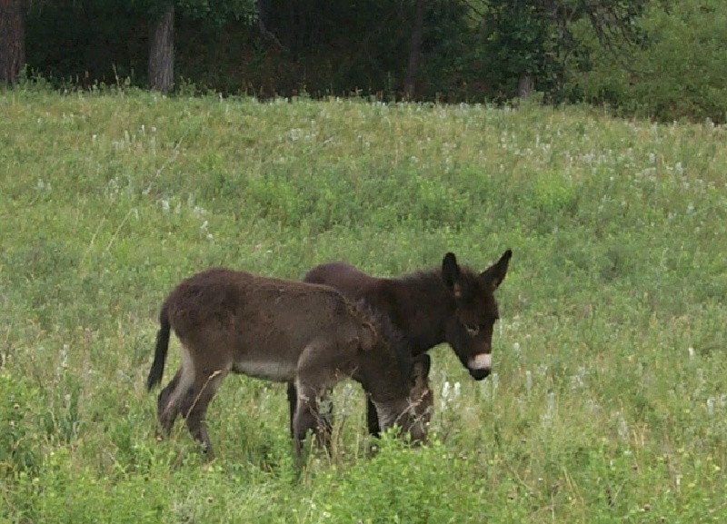 2000/00(SDSMT_REUNION)/800x600_2000-07-10-1884-Custer-State-Park-Donkeys.JPG